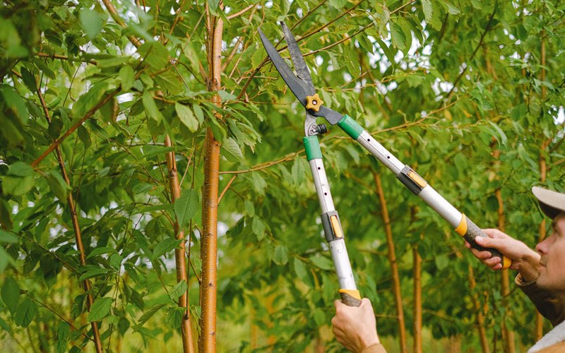 Tree trimming in Wadesboro, NC